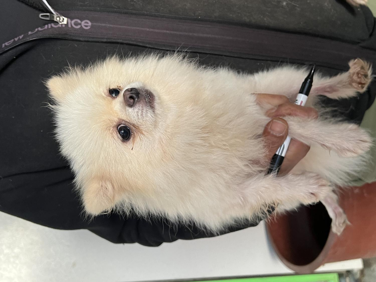 포메라니안 이미지 파일 입니다.